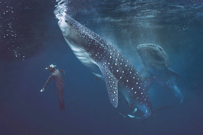 The Art Of Twinning - What is that you say?