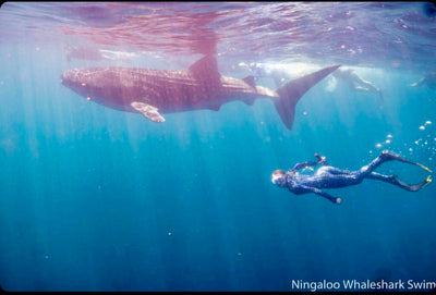 The Whale Shark Obsession.