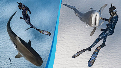 Celebrating and Saving Sharks
