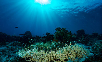 How An Ocean Dumping Ground Was Exposed