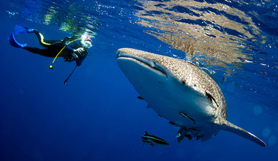 Whale Shark Migration and the Incredible Great Shark Race