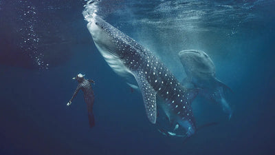 Exploring the Majesty of Whale Sharks and Their Preservation