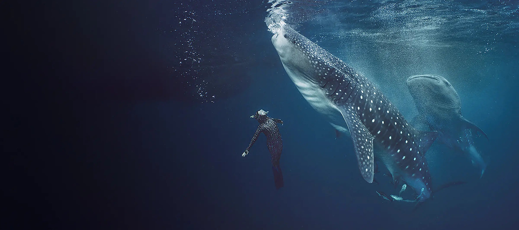 whale shark next to free diver in whale shark diveskim