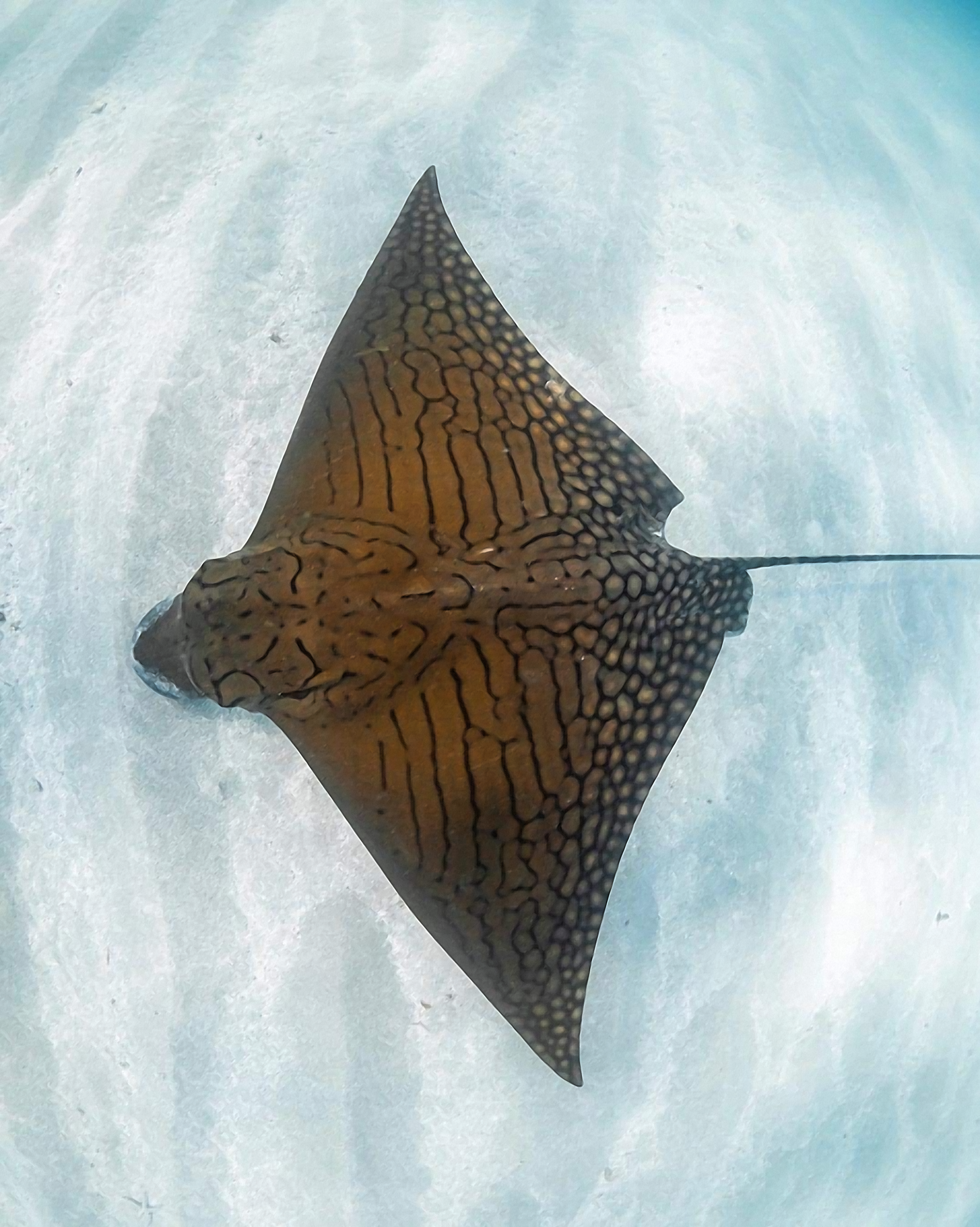 diveskins/surfskins - ornate eagle ray - zippered