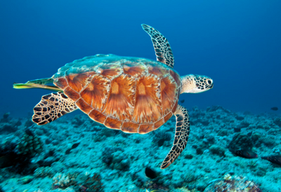 diveskins/surfskins - hawksbill sea turtle - zippered
