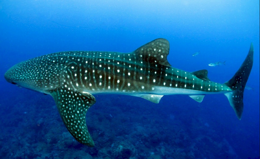 Whale Shark Neoprene Clutch - NUDI WEAR