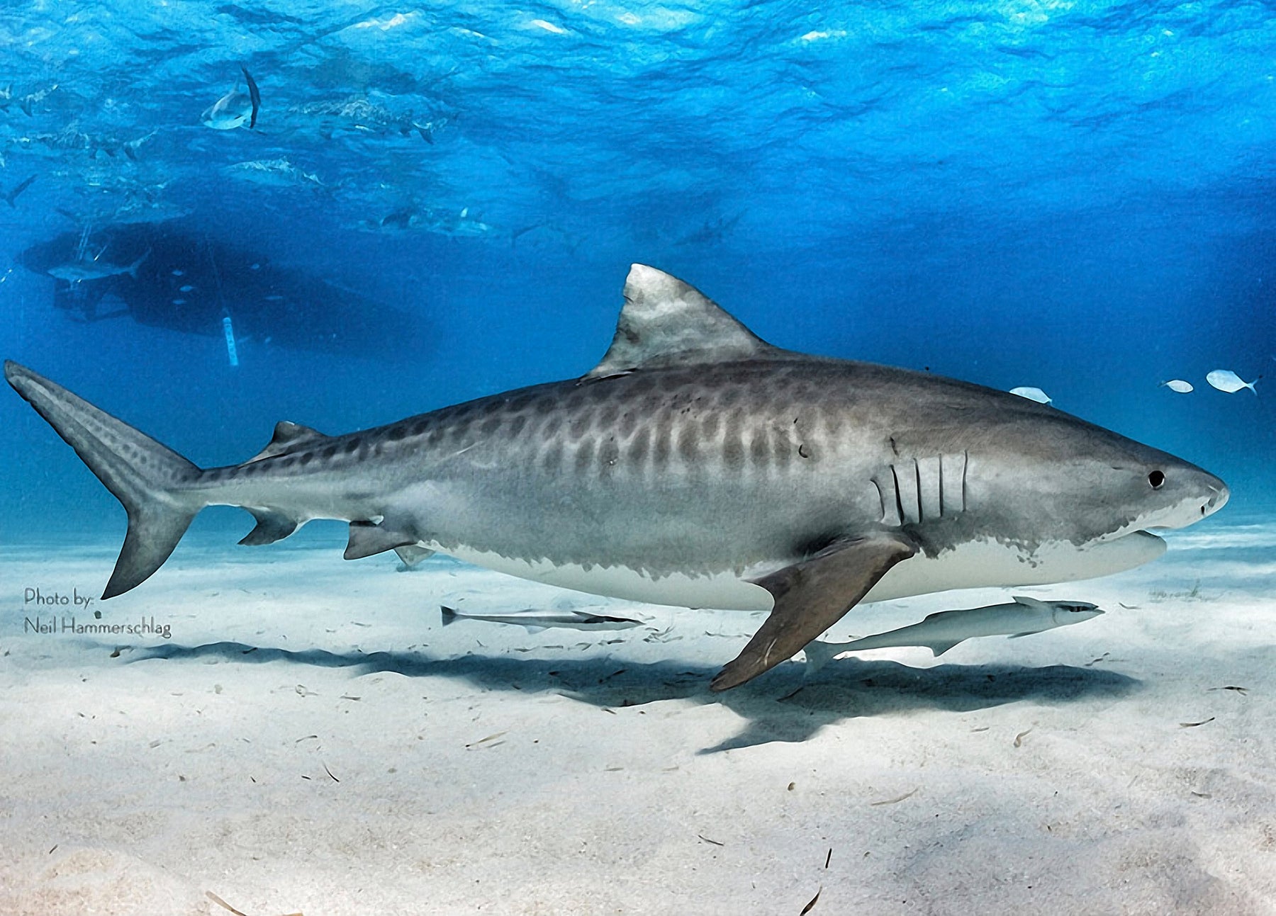 SlipIns Tiger Shark Dive Skins. The Leader In Sun Protective Swimwear –  Slipins Swimwear